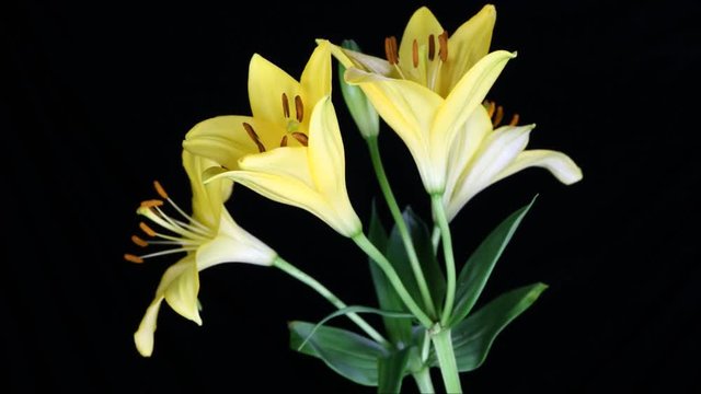 Lilies Opening