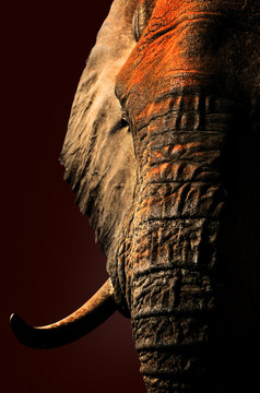 Fototapeta Artistic red elephant portrait close-up.