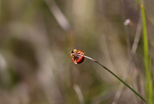 Ladybug hanging on the tip of a blade of grass