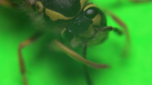 wasp on a green background