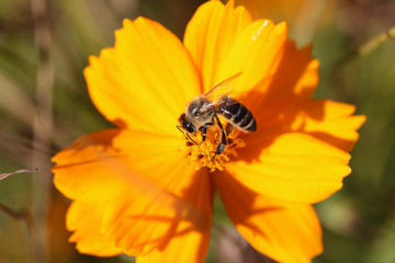 The bee that collects pollen on a yellow flower