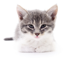 Kitten on white background.