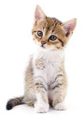 Kitten on white background.