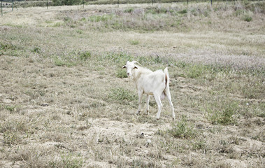 Obraz premium Sheep and goats