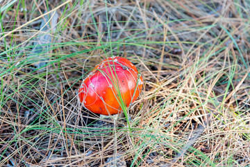 Amanita muscaria (Fly Agaric or Fly Amanita). Red mushroom in spruce needles and cones.