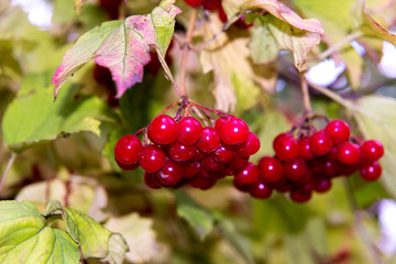 branch of red viburnum in the garden. Bright red viburnum bunches in the autumn garden. Collection of raspberry harvest.