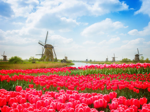 dutch windmills over canal and field of pink tulips, Holland, retro toned