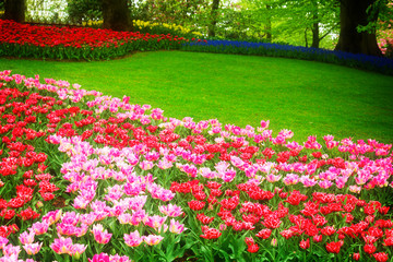 grass lawn with pink and red tulips in dutch garden 'Keukenhof', Holland, retro toned