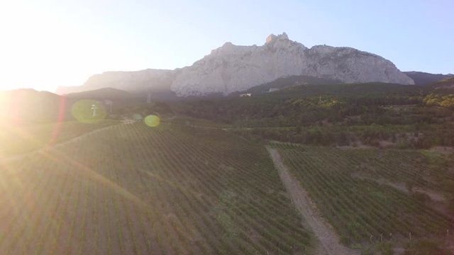 Beautiful Aerial Drone shot of a vineyard