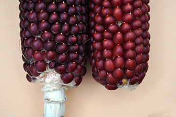 corn cobs with shiny beads © imago1956rs