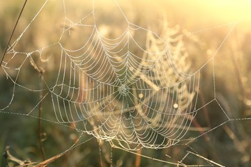 Spider web on a meadow at dawn