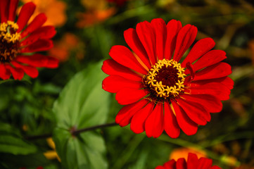 The blossoming gerbera jamesonii flowers closeup in garden 