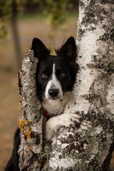 Dog looking from tree