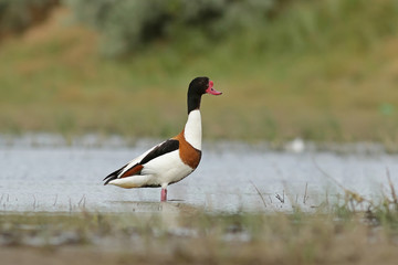 Пеганка. © reznik_ov