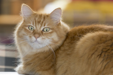 cat stares at you