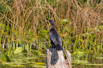 Black Cormorant sitting over the water on a background of green grass