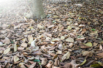 Dry leaves under the tree with light effect, abstract background