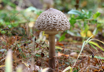 Mushroom (macrolepiota procera)