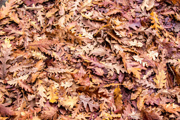 autumn colors, Oak dry leaves background