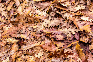 autumn colors, Oak dry leaves background