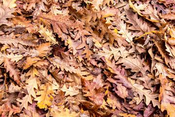 autumn colors, Oak dry leaves background
