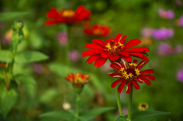 The blossoming gerbera jamesonii flowers closeup in garden 