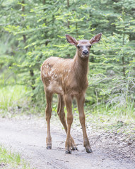 Short Stop - A newborn elk calf (just 2-3 weeks old) jumps playfully out of the woods and stops short and stares at an equally startled group of people on a hiking trail.