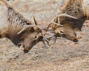 Two to Tangle - Two young bull elk practice the art of dominance by locking antlers.