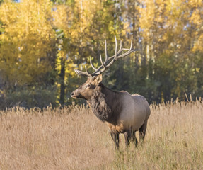Naklejka na ściany i meble Wary Wapiti - A very large 6x6 point bull elk (wapiti) watches over his herd of elk cows for any threat from other bulls.