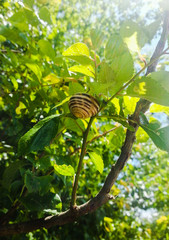 Snail in the Tree