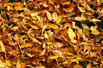 Fallen autumn leaves