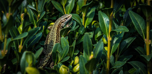 Lizzard macro © Krystian Bachorz
