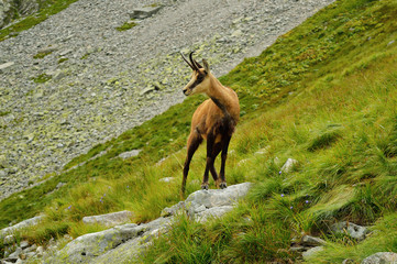 Tatra chamois. Rupicapra rupicapra tatrica. Chamois in their natural habitat. High Tatras National...