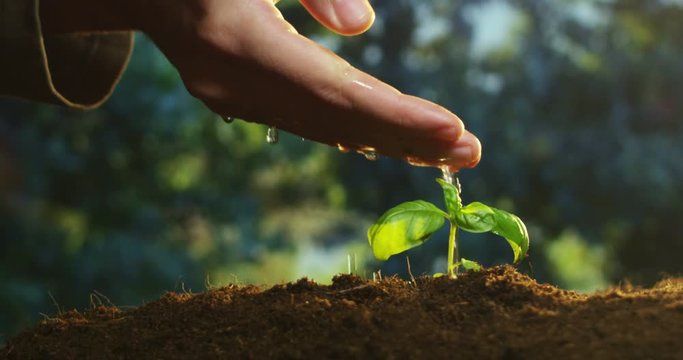 a young beautiful hand watering a plant in a romantic natural and magical atmosphere
