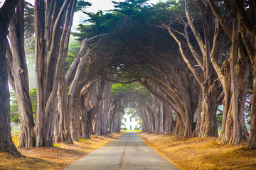 Point Reyes Cyress Tree Tunnel
- 124773440