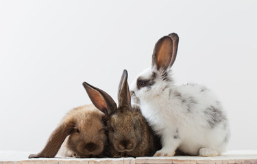 bunny rabbits  on white background