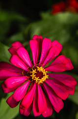 Obraz premium The blossoming gerbera jamesonii flowers closeup in garden 