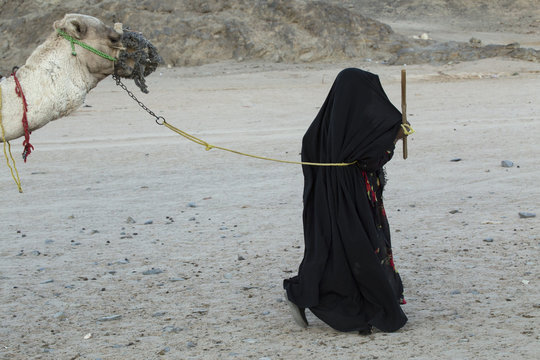A woman in hijab leading camel. Egypt.