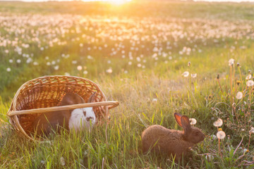 rabbits at sunset