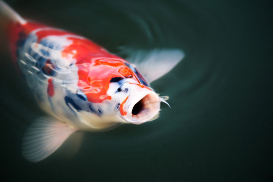 Koi-Karpfen - japanischer Zuchtkarpfen