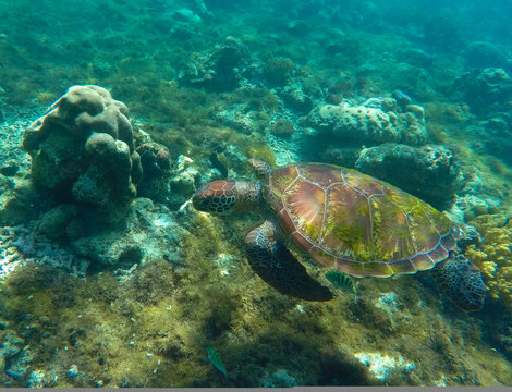 Eating sea turtle closeup. Green turtle swimming in the sea.