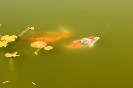 Mehrere Koi-Karpfen im Teich