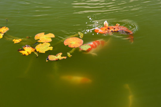Koi Karpfen orange und rot-weiss