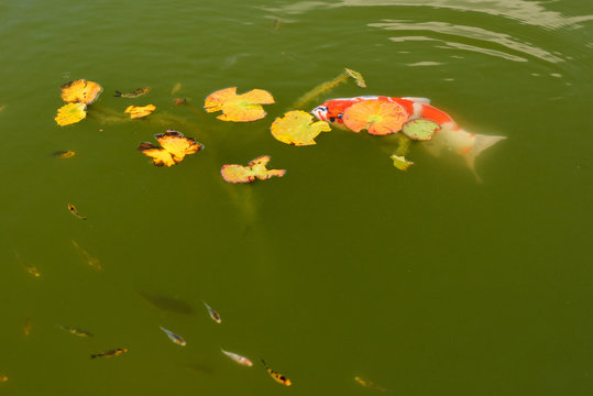 Koi mit Jungfischen
