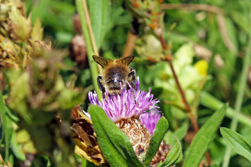 Abejorro alimentandose de nectar
