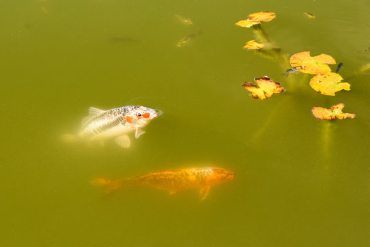 Koi Paerchen weiss und orange 