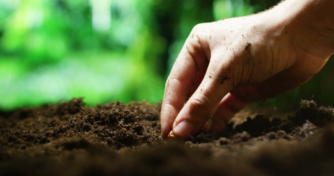 young farm hand seed mais into the earth in macro and slow motion