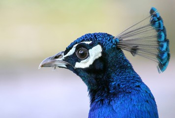 Paon bleu indien mâle (Pavo cristatus), gros plan de la tête de profil.