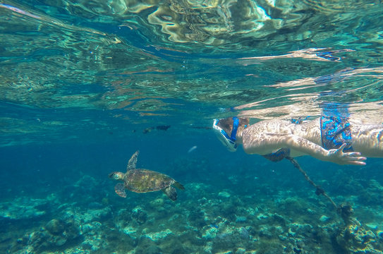 Sea turtle in blue water in coral reef with female snorkel, Philippines, Apo island.