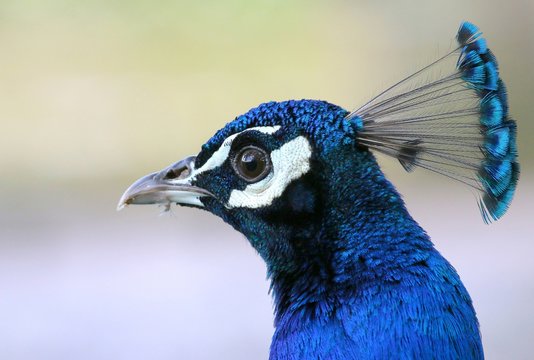 Fototapeta Male Indian Blue peacock (Pavo Cristatus), close-up of the head in profile.